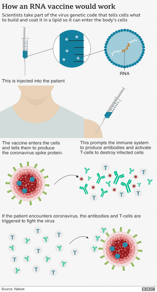 showing a diagram on how a covid-29 vaccine works when administered into your body 