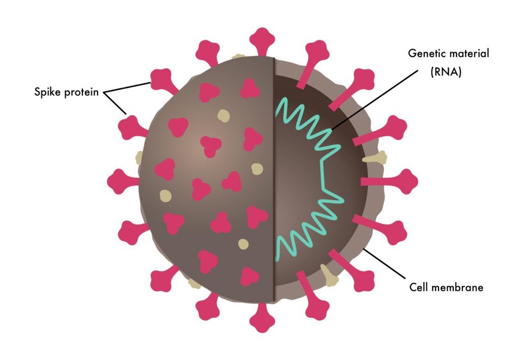 diagram of a virus and how the covid-19 vaccine can help eliminate the treat to americans